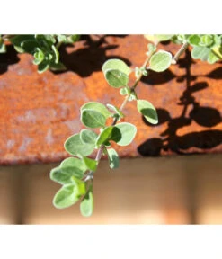 Palatino Cortenstahl-Pflanzgefäß Lotte -Gartenmöbel Store 2015279 WE MO 004 PalatinoPflanzkastenLotte100