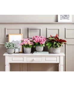 Kreuzkraut - Senecio Cephalophorus 10 Kreuzkraut - Senecio Cephalophorus -Gartenmöbel Store 20181002 PR MO 001 Chrysanthemen BL18