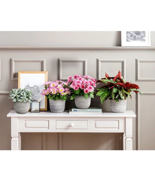 Kreuzkraut - Senecio Cephalophorus 6 Kreuzkraut - Senecio Cephalophorus – Bild 4