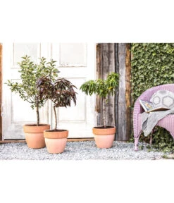 Dehner Zwergapfel 'Croquella' 7 Dehner Zwergapfel 'Croquella' -Gartenmöbel Store 20190626 PR MO 001 Zwerg undSaeulenobst GC10 2020