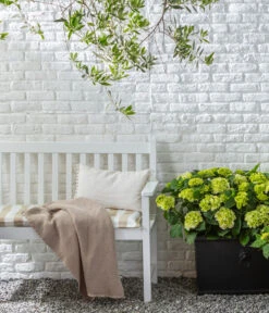 Rispen-Hortensie 'Little Lime®' -Gartenmöbel Store 20200610 77224686 WE MO 002 Hortensie 2021 GC09 01