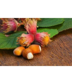 Dehner Haselnuss 'Rote Zellernuss' -Gartenmöbel Store 20200701 PR MO RoteZellernuss 32927418 123rf