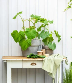 Mini Schlangengurke -Gartenmöbel Store 20200717 8842643 WE MO 002 CucurbitaePepoZucchiniGruen 2021 GC13 01