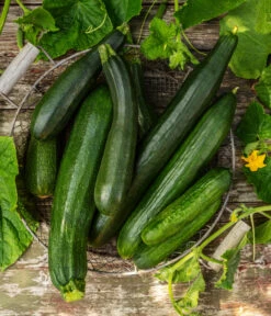 Mini Schlangengurke -Gartenmöbel Store 20200722 8830747 8831000 WE MO 001 GurkeEtikett