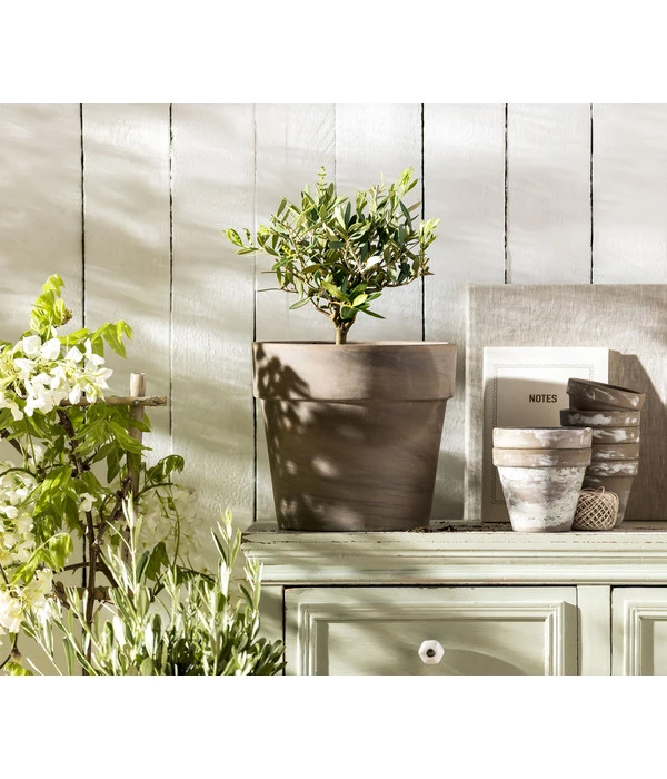 Olive, Busch 4 Olive, Busch – Bild 2