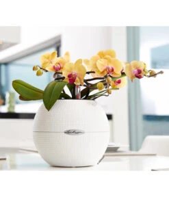 LECHUZA® PURO Color, All-in-One-Set, Rund, Ca. Ø20 Cm -Gartenmöbel Store 2418622 WE MO 002 PuroColor20cmweiss