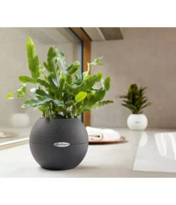 LECHUZA® PURO Color, All-in-One-Set, Rund, Ca. Ø20 Cm -Gartenmöbel Store 2418622 WE MO 003 LechuzaPuroColor20weiss