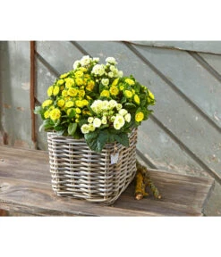 Van Der Leeden Rattan-Topf, Eckig, Grau-braun -Gartenmöbel Store 3528668 3529468 3529930 WE MO 003 RattanTopfeckiggraubraun