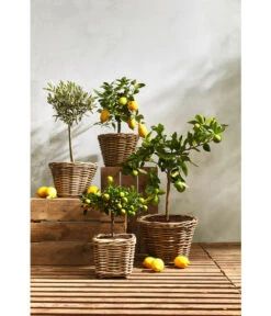 Van Der Leeden Rattan-Topf, Eckig, Grau-braun -Gartenmöbel Store 3528668 3529468 3529930 WE MO 008 RattanTopfeckig