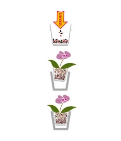 Seramis Spezial-Substrat Für Orchideen 9 Seramis Spezial-Substrat Für Orchideen -Gartenmöbel Store 3576865 WE MO 002 SeramisGranulatOrchideen 3716313