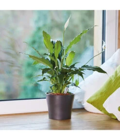 Seramis Pflanz-Granulat Für Zimmerpflanzen -Gartenmöbel Store 394643 WE MO 004 SeramisPflanzgranulat 394650 394668 396721