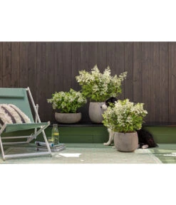 Dehner Leichtbeton-Topf Balloon Stone, Grau 18 Dehner Leichtbeton-Topf Balloon Stone, Grau -Gartenmöbel Store 4058046 4058087 4057972 WE MO 006 DehnerLeichtbetonTopfBalloon