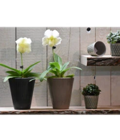 Dehner Keramik-Übertopf Elliot, Konisch, Ca. Ø14 Cm -Gartenmöbel Store 4103321 PR MO 001 4103313 4057022 OrchideentopfElliotTaupeGranitTopfLisaMiniGruen