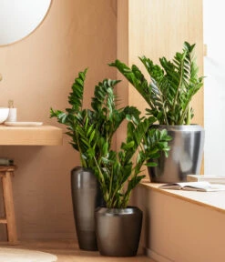 Dehner Keramik-Vase Lissabon Mit LECHUZA® Bewässerungssystem, Konisch 10 Dehner Keramik-Vase Lissabon Mit LECHUZA® Bewässerungssystem, Konisch -Gartenmöbel Store 4448833 WE MO 001 LissbonKeramik Content