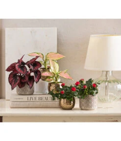 Dehner Keramik-Übertopf Elian, Rund, Ca. Ø8 Cm 7 Dehner Keramik-Übertopf Elian, Rund, Ca. Ø8 Cm -Gartenmöbel Store 4479507 WE MO 001 TopfKodyElian Valentin