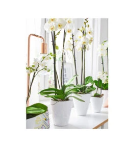 Dehner Keramik-Übertopf Stone, Konisch, Weiß, Ca. Ø14 Cm -Gartenmöbel Store 5266416 5163936 5356142 PR MO 001 KeramikOrchideentopfWeiss