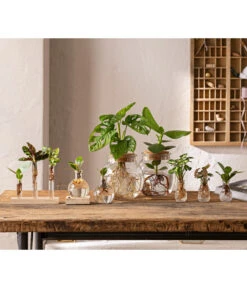 Waterplant Balsamapfel Im Kugelglas - Clusia Rosea 'Princess', Mit LED -Gartenmöbel Store 6125066 WE MO 001 WaterPlants 1