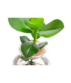 Waterplant Balsamapfel Im Kugelglas - Clusia Rosea 'Princess', Ca. 30 Cm -Gartenmöbel Store 6125082 WE DE 001 WaterPlantsClusia12cm