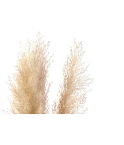 Trockenblumenbund Pampasgras, Natur 7 Trockenblumenbund Pampasgras, Natur -Gartenmöbel Store 6272595 WE DE 001 PampasgrasNatur145cm