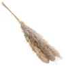Trockenblumenbund Pampasgras, Natur -Gartenmöbel Store 6272595 WE FS 001 PampasgrasNatur145cm