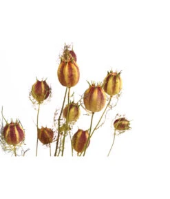 Trockenblumenbund Nigella Mit Fruchtstand 7 Trockenblumenbund Nigella Mit Fruchtstand -Gartenmöbel Store 6284236 PR DE 001 NigellaFruchtstandBundDehnerExpressHerzig