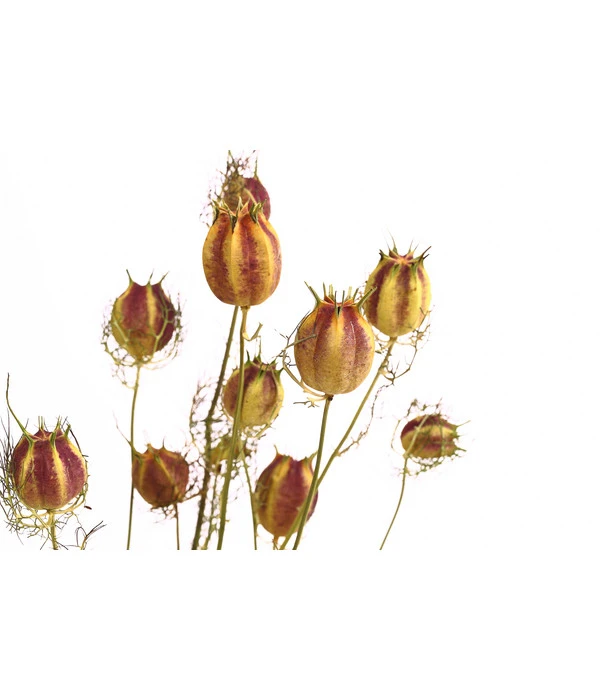 Trockenblumenbund Nigella Mit Fruchtstand 5 Trockenblumenbund Nigella Mit Fruchtstand – Bild 3