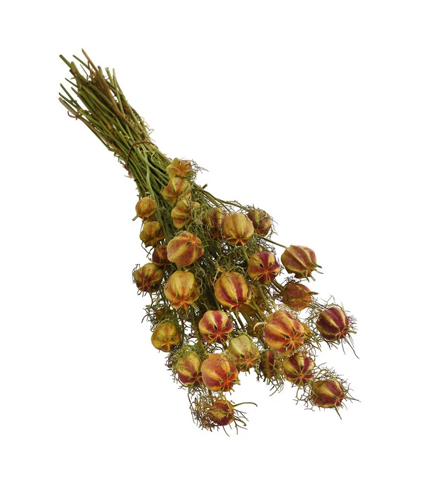 Trockenblumenbund Nigella Mit Fruchtstand 3 Trockenblumenbund Nigella Mit Fruchtstand