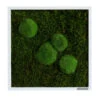 StyleGREEN Bild Aus Wald- Und Kugelmoos, Quadratisch, Ca. B35/H35/T6 Cm 1 StyleGREEN Bild Aus Wald- Und Kugelmoos, Quadratisch, Ca. B35/H35/T6 Cm -Gartenmöbel Store 6429948 WE FS 001 Wald Kugelmoosbild35x35cmStylegreen
