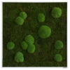 StyleGREEN Bild Aus Wald- Und Kugelmoos, Quadratisch, Ca. B80/H80/T7 Cm 2 StyleGREEN Bild Aus Wald- Und Kugelmoos, Quadratisch, Ca. B80/H80/T7 Cm -Gartenmöbel Store 6430649 WE FS 001 Wald Kugelmoosbild80x80cmStylegreen