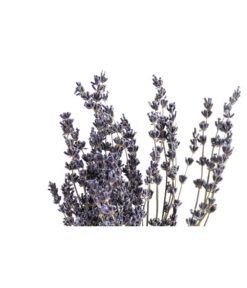 Trockenblumenbund Lavendel -Gartenmöbel Store 6491682 PR DE 001 LavendeltiefblauBund DehnerExpressHerzig