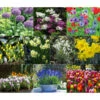 Dehner Blumenzwiebel 5 Monate Blütenpracht, 200 Stk. -Gartenmöbel Store 6617286 WE MO 001 DehnerBlumenzwiebel5MonateBlumenpaket