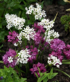 Dehner Blumenzwiebel 5 Monate Blütenpracht, 200 Stk. 16 Dehner Blumenzwiebel 5 Monate Blütenpracht, 200 Stk. -Gartenmöbel Store 6617286 WE MO 002 DehnerBlumenzwiebel5MonateBlumenpaket