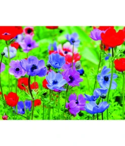 Dehner Blumenzwiebel 5 Monate Blütenpracht, 200 Stk. 17 Dehner Blumenzwiebel 5 Monate Blütenpracht, 200 Stk. -Gartenmöbel Store 6617286 WE MO 003 DehnerBlumenzwiebel5MonateBlumenpaket