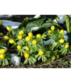 Dehner Blumenzwiebel 5 Monate Blütenpracht, 200 Stk. 18 Dehner Blumenzwiebel 5 Monate Blütenpracht, 200 Stk. -Gartenmöbel Store 6617286 WE MO 004 DehnerBlumenzwiebel5MonateBlumenpaket