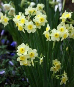 Dehner Blumenzwiebel 5 Monate Blütenpracht, 200 Stk. 19 Dehner Blumenzwiebel 5 Monate Blütenpracht, 200 Stk. -Gartenmöbel Store 6617286 WE MO 005 DehnerBlumenzwiebel5MonateBlumenpaket