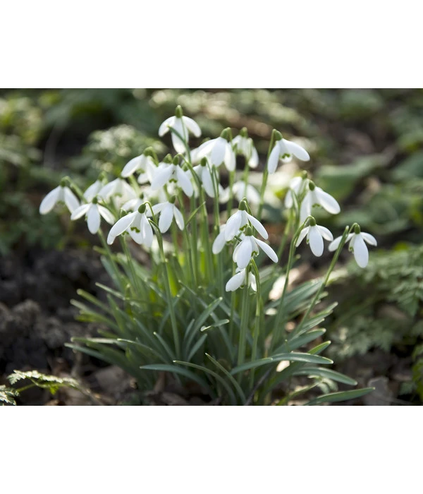 Dehner Blumenzwiebel 5 Monate Blütenpracht, 200 Stk. 9 Dehner Blumenzwiebel 5 Monate Blütenpracht, 200 Stk. – Bild 7