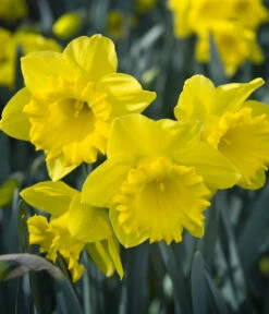 Dehner Blumenzwiebel 5 Monate Blütenpracht, 200 Stk. 21 Dehner Blumenzwiebel 5 Monate Blütenpracht, 200 Stk. -Gartenmöbel Store 6617286 WE MO 007 DehnerBlumenzwiebel5MonateBlumenpaket