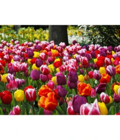 Dehner Blumenzwiebel 5 Monate Blütenpracht, 200 Stk. 24 Dehner Blumenzwiebel 5 Monate Blütenpracht, 200 Stk. -Gartenmöbel Store 6617286 WE MO 010 DehnerBlumenzwiebel5MonateBlumenpaket