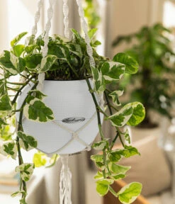 LECHUZA® PURO Color, All-in-One-Set, Inkl. Makramee-Aufhängung -Gartenmöbel Store 6695415 WE MO 001 PuroColorMakrameeSetWeiss