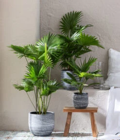 Rundblättrige Schirmpalme - Livistona Rotundifolia -Gartenmöbel Store 6919880 WE MO 001 TopfMavie Livistona