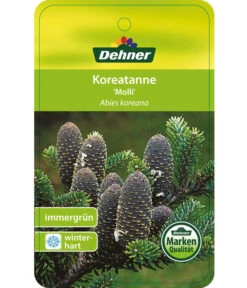 Korea-Tanne 'Molli' 12 Korea-Tanne 'Molli' -Gartenmöbel Store 7001936 KoreatanneMolli Etikett 1