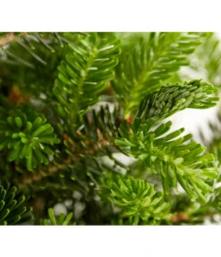 Korea-Tanne 'Molli' 10 Korea-Tanne 'Molli' -Gartenmöbel Store 7001936 WE DE 001 AbiesKoreanaMolliTanneDehnerExpressZS