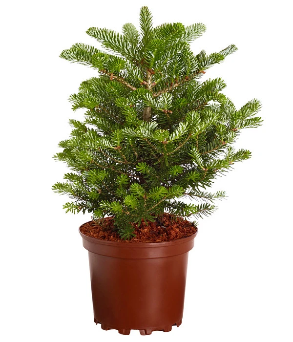 Korea-Tanne 'Molli' 3 Korea-Tanne 'Molli'