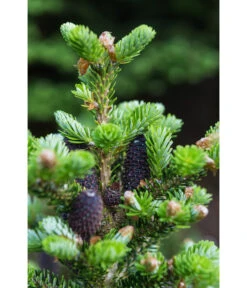 Korea-Tanne 'Molli' 11 Korea-Tanne 'Molli' -Gartenmöbel Store 7002405 PR DE 001 AbiesKoreanaMolli