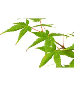 Fächerahorn 'Little Princess', Schale -Gartenmöbel Store 7006422 PR DE 001 AcerPalmatumLittlePrincessAhornDehnerExpressHerzig