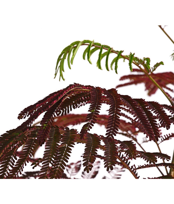 Seidenbaum - Seidenakazie 'Summer Chocolate' 4 Seidenbaum - Seidenakazie 'Summer Chocolate' – Bild 2