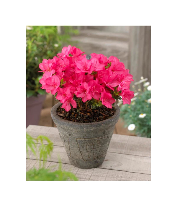 Japanische Azalee 'Anouk' 4 Japanische Azalee 'Anouk' – Bild 2