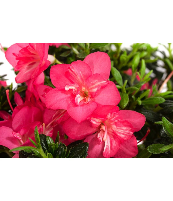 Japanische Azalee 'Anouk' 7 Japanische Azalee 'Anouk' – Bild 5