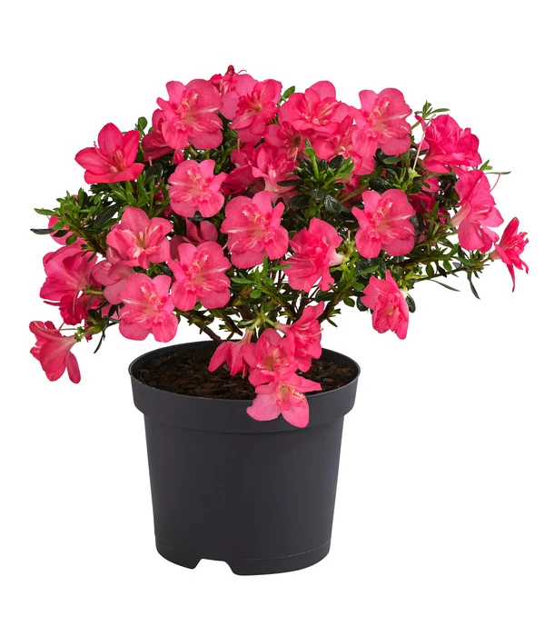 Japanische Azalee 'Anouk' 3 Japanische Azalee 'Anouk'