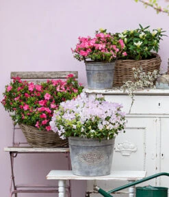 Japanische Azalee 'Anouk' 10 Japanische Azalee 'Anouk' -Gartenmöbel Store 7046576 WE MO 001 JapanischeAzaleeAnouk